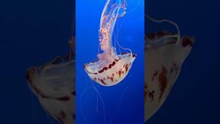 Jellyfish, Monterey Bay Aquarium, California