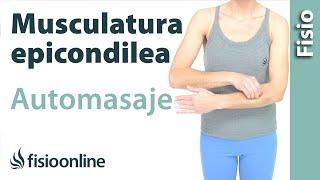 Automasaje para la musculatura epicondílea para epicondilitis