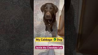 Dog loves cabbage