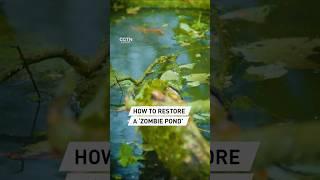 Bringing ‘zombie ponds’ back to life