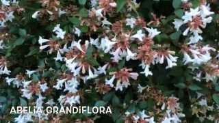 Abelia grandiflora. Garden Center online Costa Brava - Girona.