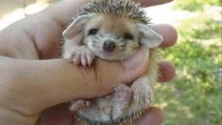 Cute baby hedgehog!!!