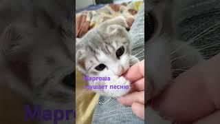 Маргоша слушает песню про маму #Маргоша #котята #песнямаме