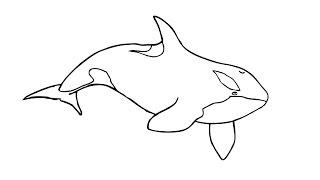 How to Draw a Killer whale / Как нарисовать касатку