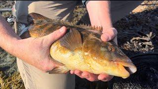 Sea Fishing The Rock Quarry For Big Wrasse!!