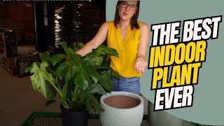 Best Plant for Indoors | Catherine Arensberg