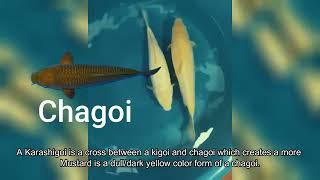 What is a Karashigoi Koi How to identify it, Where do it came from?