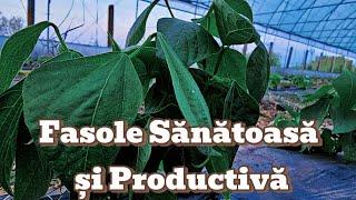 Fasole Sănătoasă și Productivă: Aplicarea Fertilizantului Bio-Foliar pentru Recolte de Succes!