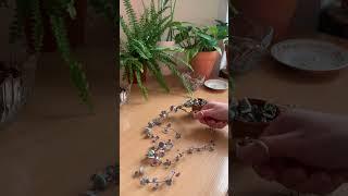 Черенкуем Церопегию Вуду вариегатную  Часть 1. #растения #черенки #пересадка