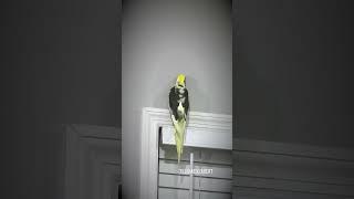 Cockatiel Sings Beautiful Songs to His Favorite Wall | Tiel Named Loubert