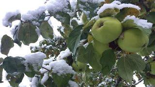 Japan World Most Expensive Sun Apple - Awesome Japan Honey Apple Technology Farm Agriculture