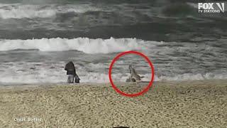Video shows moment coyote attacks toddler on Huntington Beach