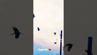 увидел стаю аистов