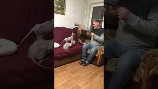 А говорил, что только не сфинксы