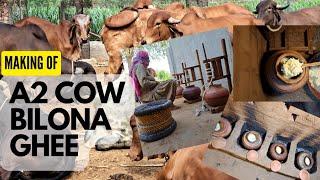 Making Of A2 Cow Bilona Ghee | Traditional Bilona Method A2 Desi Cow Ghee At Nyutam Farm