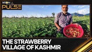 India: Kashmir`s strawberry harvest faces brunt of erratic weather, climate change | WION Pulse