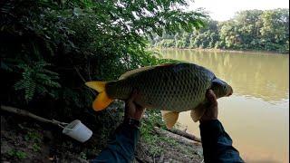 NÉGY PONTYOS PECA - "TITKOS HELY" - Feeder horgászat aTiszán.