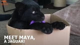 Meet Maya the jaguar! - The Big Cat Sanctuary