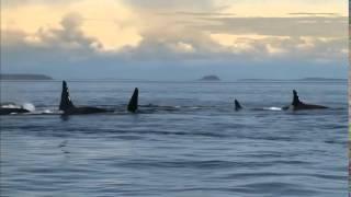 Blackfish - Official 15 Second Movie Trailer HD - Trailer Puppy