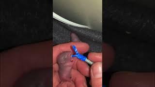 Rejected Newborn Rat Freaks Out When Finally Gets Milk