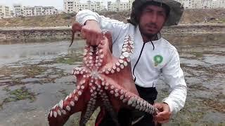 صطياد الأخطبوط العملاق بالقصبة catch# Massive# Octoupus# Geant#