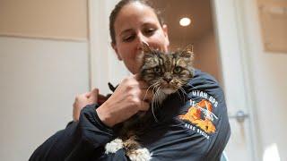 Helicopter pilot adopts cat she rescued after deadly Bryce Canyon fall