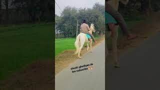 On top /shonki bande | jatt mind        #sidhumoosewala #shorts #trending #horse #ghodiyan