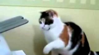 Mad Cat Attacks Fax Machine - Get's PC Load Letter (Office Space)