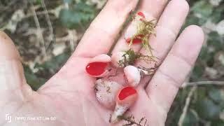 how to find the edible Scarlet Elfcup #mushroom #foraging