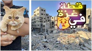 حياة المواطن في غزة أثناء الحرب (بسة من تحت الأنقاض) 