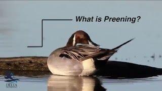 Delta Waterfowl Biology Facts: Preening