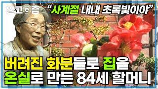 "누군가 버린 화분을 가져다 꽃을 피우지" 집 전체를 겨울에도 끄떡없는 온실로 만든 할머니.. 식물에 노래도 불러주며 자연과 소통하는 할머니│장수의 비밀│알고e즘