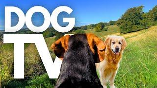 GoPro DogTV | 10hrs of Serene Virtual Dog Walks Through Peaceful Parks  Dog POV