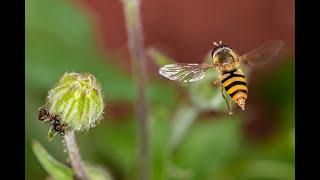 Schwebfliege bei der Eiablage