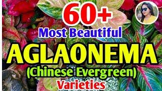 World's most beautiful Aglaonema varieties | Chinese evergreen varieties+identification #plantsid