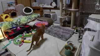 2025.3.9  おやつ子猫部屋 　Kitten room  [ Miaou Live ]