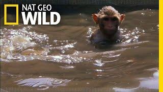 Monkey Swimming Pool | Rebel Monkeys