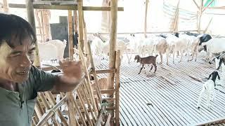 Chia sẻ chăm sóc dê lớn nhỏ - Ù sáng nuôi dê