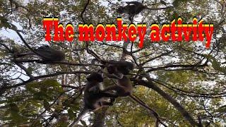 MONKEY ACTIVITY ON THE TREES | MONKEY PLAYING WITH FAMILY