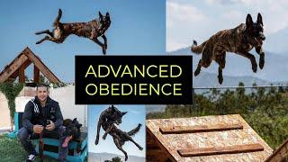 LA MALINOIS DUTCH SHEPHERD BOARD & TRAIN | OBEDIENCE TRAINING | YOLO PUP