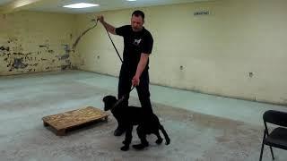 Positive Reinforcement Dog Training. Full Lesson (K9-1.com)