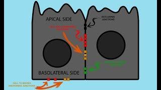 Epithelial Cell JUNCTIONS