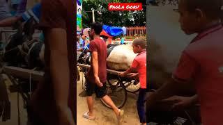 Big Austral Bull Death 2022| Heatstroke | #goru #gorupagla #cowvideos #paglagoru #cowdeath #shorts