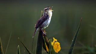 Aquatic warbler in the wild | Film Studio Aves