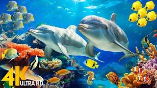 Ocean 4K - Sea Animals for Relaxation, Beautiful Coral Reef Fish in Aquarium, 4K Video Ultra HD #136