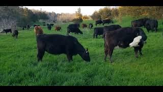 Grazing Pig Planted Barley Grass! (Symbiotic livestock management)  #pasturedpork #beef #cattle