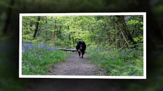 Cowdray Forest with Peggy Holyoake