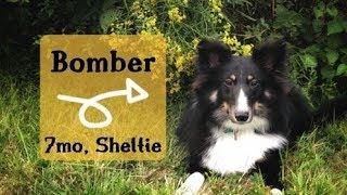 Best Dog Trainers of Orwigsburg, PA |||  Shetland Sheepdog Trainers ||| Bomber, 7 month old Sheltie