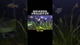 新手养什么鱼好？给你推荐这五种，最后一种可以让你没缸可养#新手养鱼 #鱼缸里的大自然 #养鱼日记