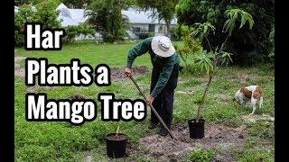 Har Plants a Mango Tree